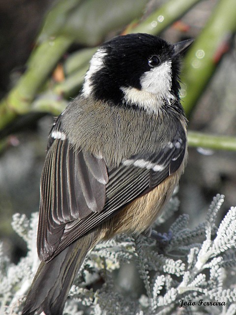 Chapim-carvoeiro (Parus ater)