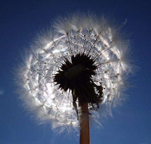 37ème Concours photo Clic-Clac : Mai 2013 - Nature en fleurs (participation) - Page 2 8190142951_d11fe792bb