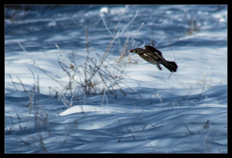 Pique Nique sur la neige 8404507121_63713c506f_c