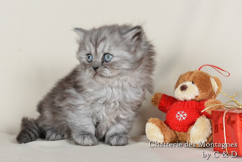 Présentation des chats de race en photos 8295824833_4babf0fd7e_c