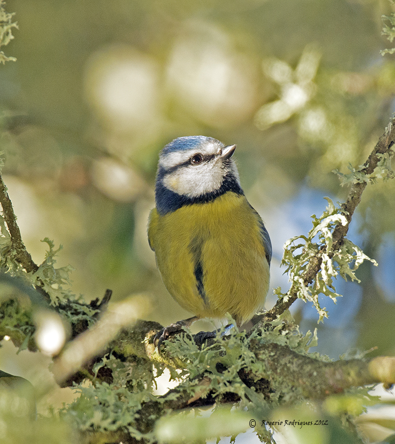 Parus caeruleus ( Blue Tit ) Chapim Azul