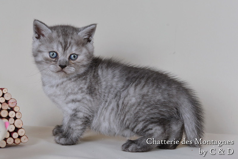 Présentation des chats de race en photos 8296876040_5e61810140_c