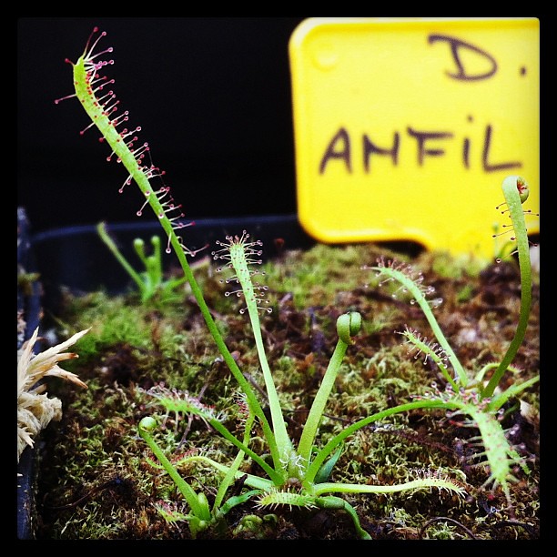 Pour commencer les première photo de drosera  8425798533_17ba3c8c09_z