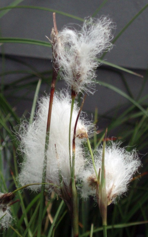 Eriophorum angustifolium 8338010959_7691de4e9b_o