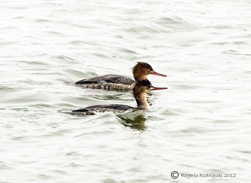 Mergus serrator ( Red-breasted Merganser )merganso-de-poupa