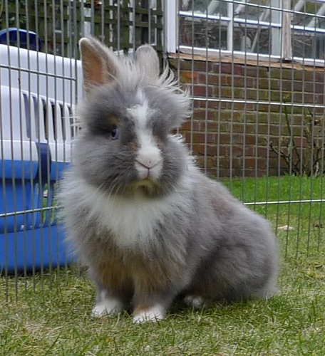 Thomas, male rabbit, Tyne and Wear 8539445783_406a21c3e3