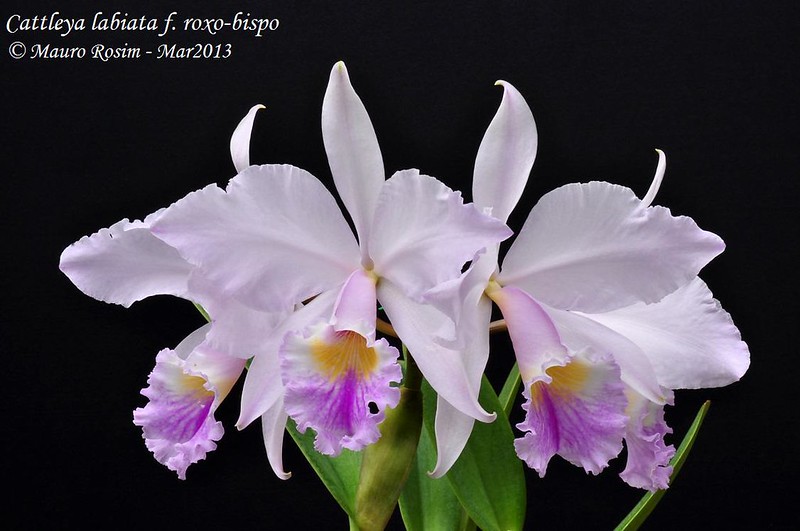 Cattleya labiata f. roxo-bispo 8551590470_bd30cf2ea5_c