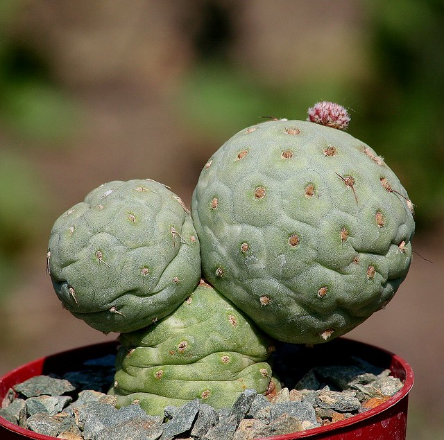 Tephrocactus geometricus 8498821811_413e58e30d_z