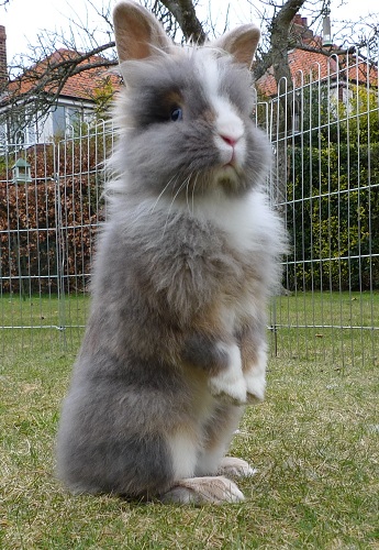 Thomas, male rabbit, Tyne and Wear 8540550198_768cd438ac