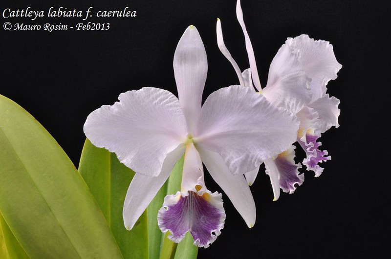 Cattleya labiata f. coerulea 8483174149_fe5bf8cd9e_c