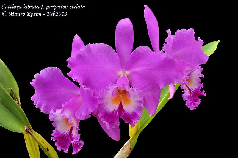 Cattleya labiata f. purpureo-striata 8499502212_27c2265270_c