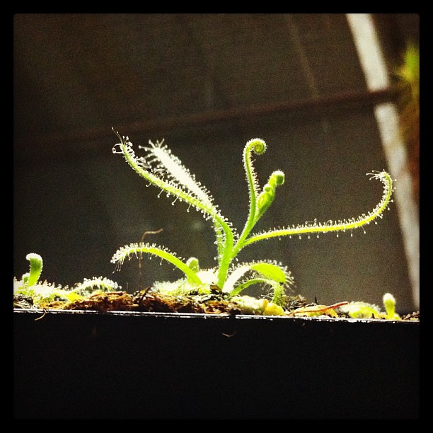 Certaines photos de drosera qui sont sauver de la maladie  cryptogamique  8469480448_5aa9283676_z