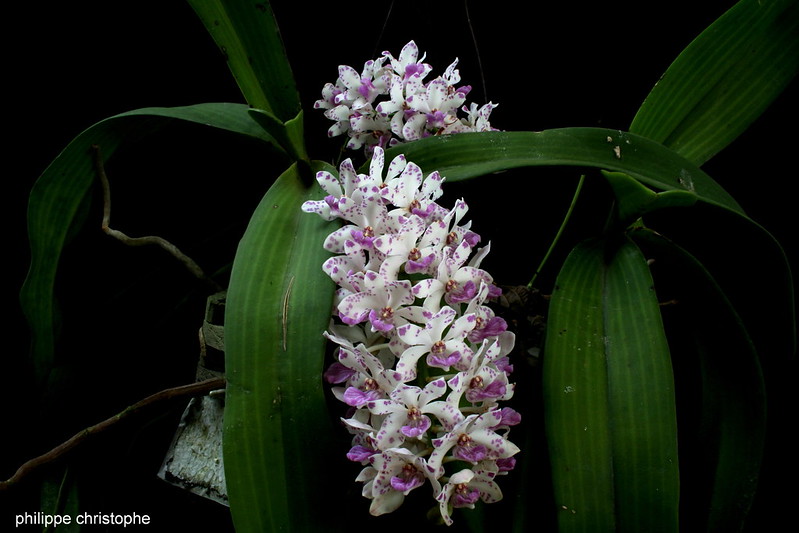 Rhynchostylis gigantea  8503220774_fc2a3eea0f_c