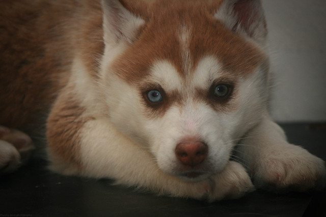 home - (Foster)Scarlette's Scrapbook [left for her forever home 3.25.12!] UPDATED 9.8.13 8542510919_91f69b9bbd_z