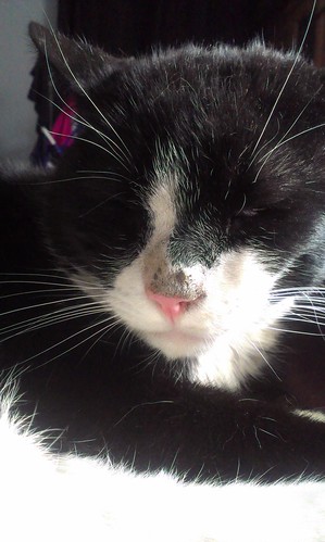 Bertie's had a heavy night u/d vet this afternoon 8540751569_2dd46a192c