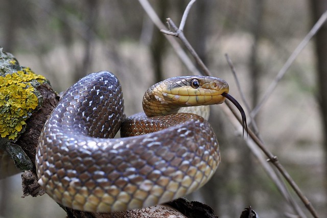 Herping in eastern austria .... Update ;) 8645147627_53ebfb521c_z