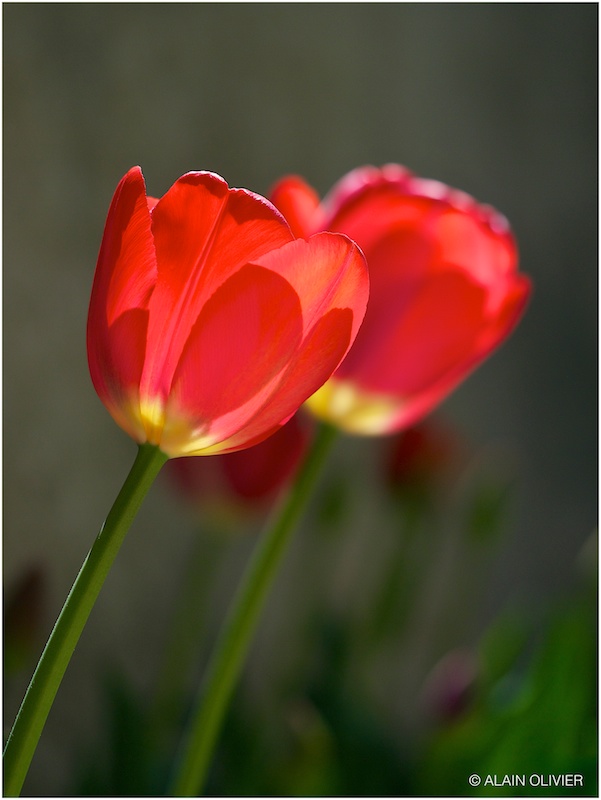 Tulipe du 1er mai 8698740584_17ae57aaf4_c