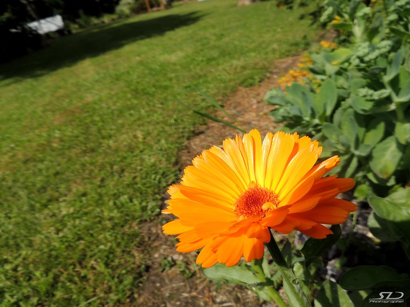 Gerbera