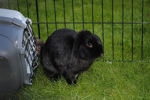 Hazel and Max, bonded pair, Tyne and Wear 8642884354_fbe893646e