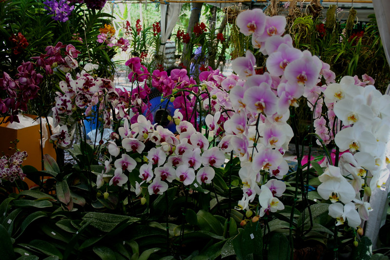 Rose garden orchid Show Bangkok 2013 8623877334_60a7083480_c