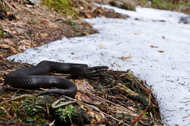 Vipera berus berus in Austria ... 2013 Update ;) - Page 2 8685818053_8250d17bea_z