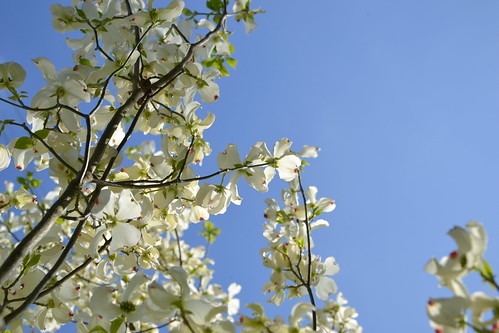 Cornus florida - cornouiller à fleurs