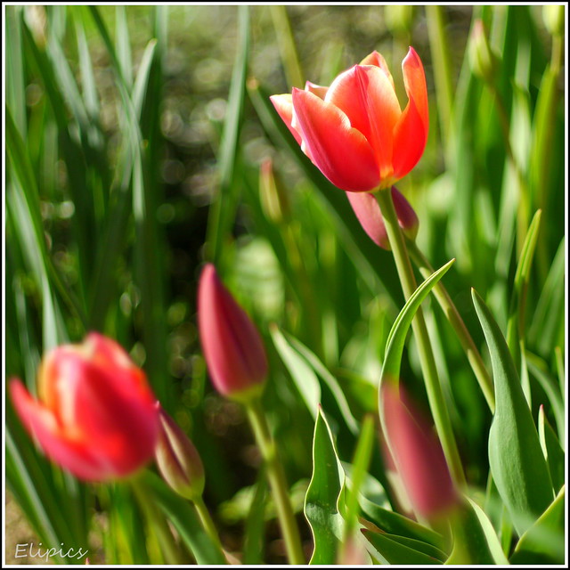 Tulipes d'une saison 8680662842_b62af2fbeb_z