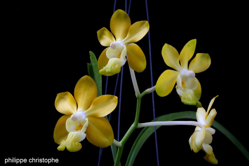 Vanda denisoniana 8789315447_74b3a4330b_c