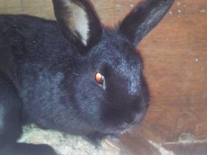 Female bunny, Tyne and Wear 8642883314_c271d04ea1