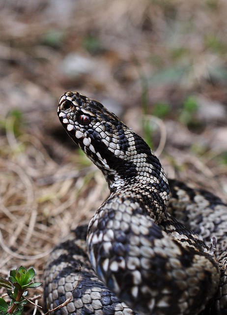 Vipera berus berus in Austria ... 2013 Update ;) - Page 2 8686943368_78708c56ec_z