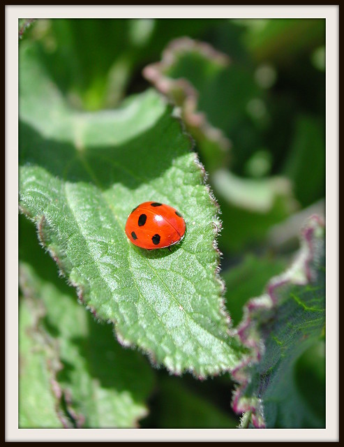 Coccinelle