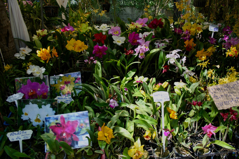 Rose garden orchid Show Bangkok 2013 8622743655_d000f14bbd_c