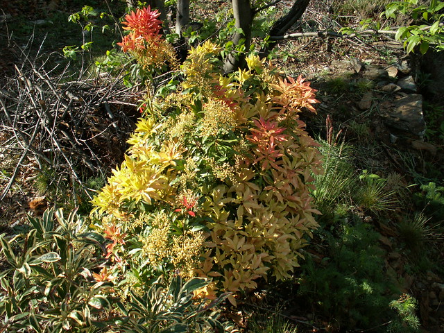 Pieris japonica