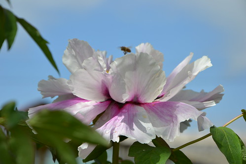 pivoine 'Ezra Pound'