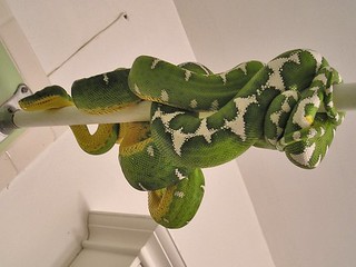 Emerald Tree Boa, (Corallus canina), Venomous Snake Mimicry. 7569016230_f12ebcb2a5_n