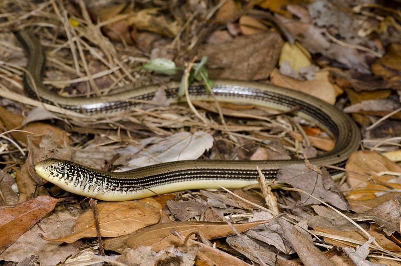 A week and a half of solid Florida herping...  7233438640_7f4a7e7757_c