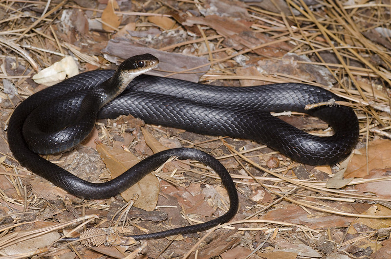 A week and a half of solid Florida herping...  7233451756_3d9d462975_c