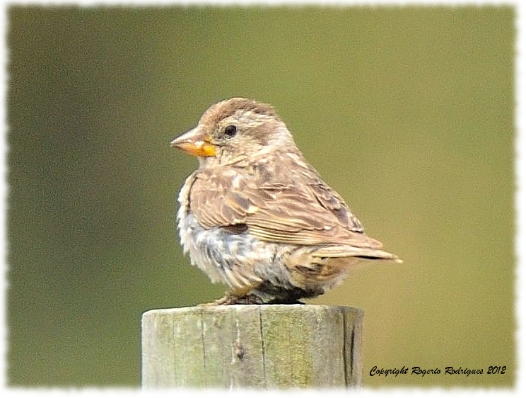 Petronia petronia (Rock Sparrow) Pardal Frances