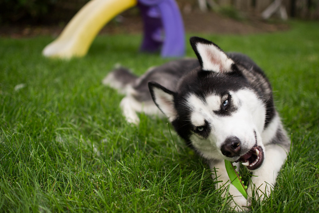 Happy 1st birthday to Orion! [NEW PICS 7/20] 7166499125_0d82d2451b_b