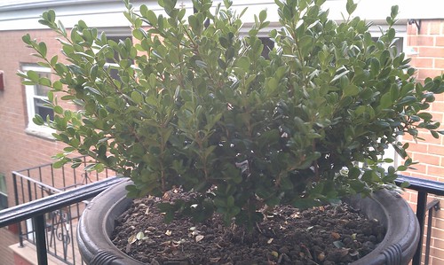 Creating a new bonsai (Korean Boxwood) from nursery plant - where do I begin?? - Page 3 7657989776_edf5817821