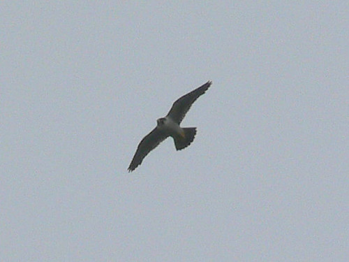 Intruding tiercel