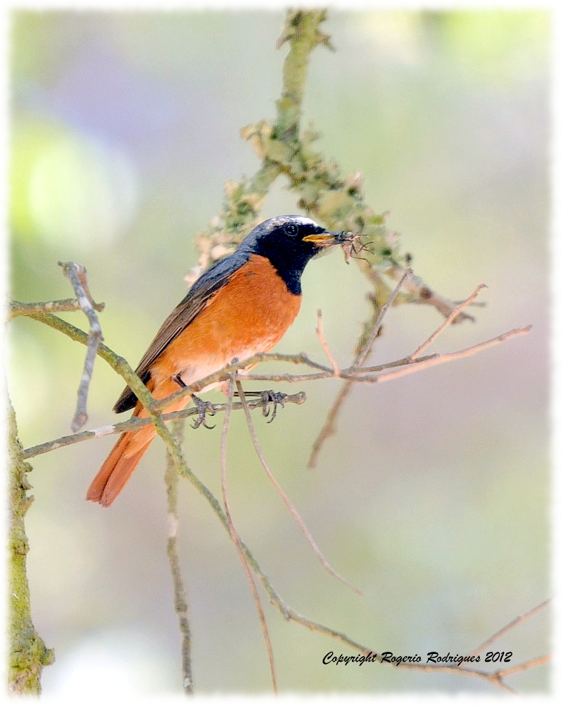 Phoenicurus phoenicurus (Common Redstart )Rabo Testa Branca