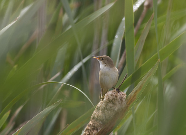 Vogelwaarnemingen buiten de KM - Pagina 25 7177766015_dcee6109c1_z