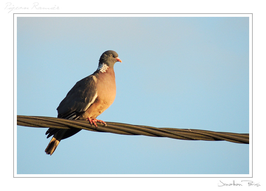 Pigeon a 60 m  7493759554_9cf6620233_b