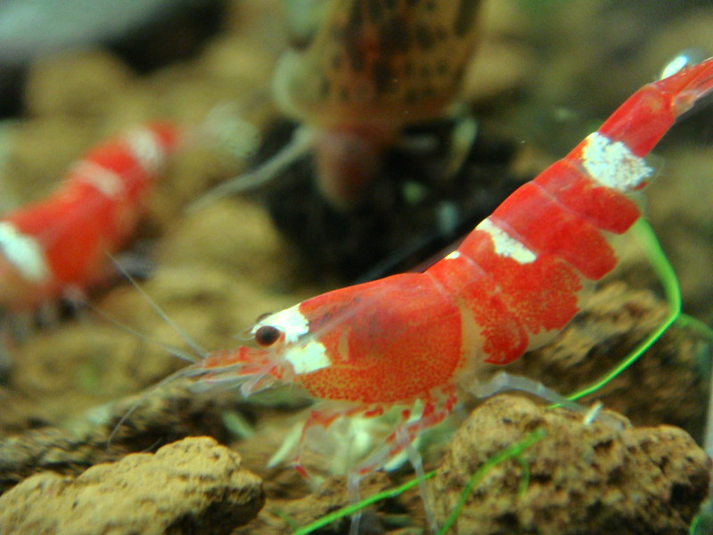 caridina crystal grado c. 7136810203_8644da3c58_c