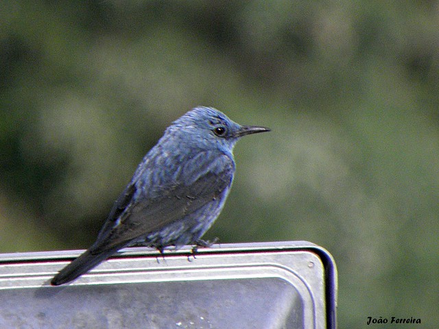 Melro-azul (Monticola solitarius)