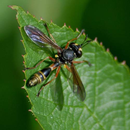 Physocephala rufipes - Thick headed fly - 26/08/12