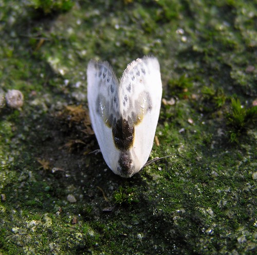 Cilix glaucata - La Petite Epine - The Chinese Character - 04/09/12