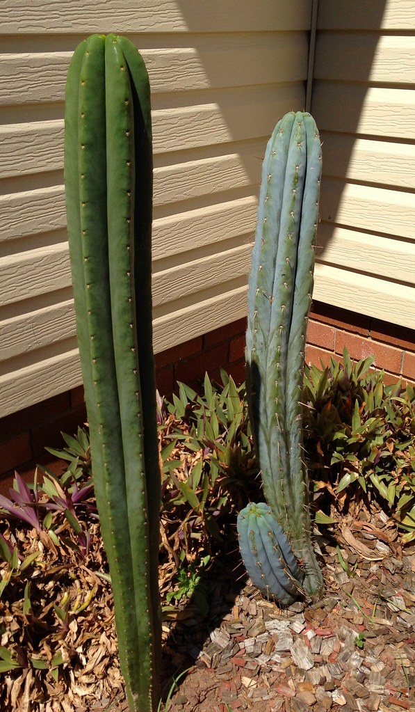 Couple of columns from my yard.  8072895258_a7b2ba927f_b