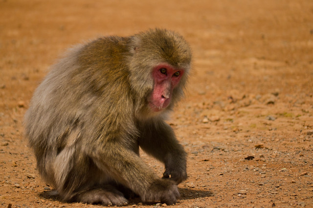 macaques japonais 8036699619_8c86572d69_z